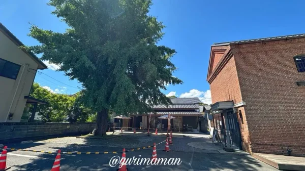 大洲市のパン屋yumehonoka（ゆめほのか）の大イチョウが年内に伐採される