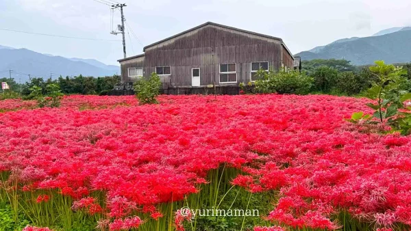 はっきり農園の畑一面に広がる真っ赤な彼岸花