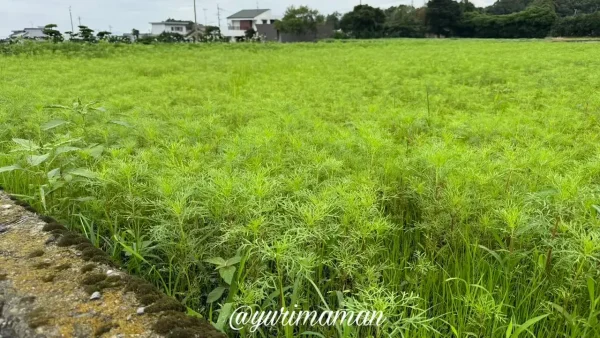河村コスモス園のコスモス畑（2025年9月25日撮影・まだ青葉の状態）