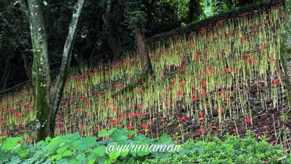 石根ふれあい公園の斜面に咲き始めた彼岸花（2025年9月25日撮影）