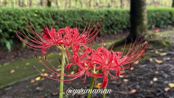 西条市石根ふれあい公園の斜面に咲く蕾と開花途中の彼岸花（2025年9月25日）