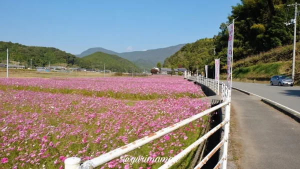 みま町コスモスまつりのコスモス畑を歩ける散策路