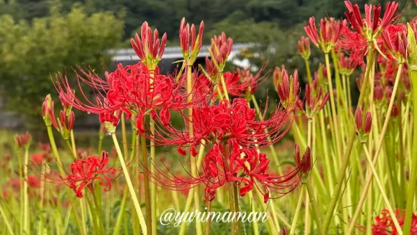 西条市小松町の彼岸花群生地。雨粒をまとった赤い彼岸花のクローズアップ3