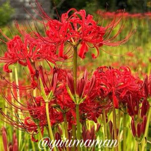 西条市小松町の彼岸花群生地｜サムネイル画像