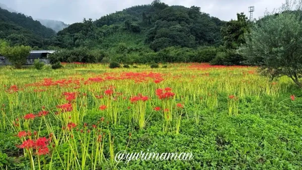 西条市小松町の彼岸花群生地を遠くから見た風景。山あいに広がる赤い花畑が秋を彩る