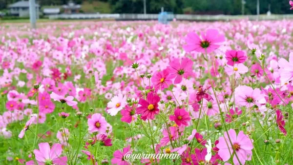 秋に見頃を迎えた宇和島市三間町のコスモス畑