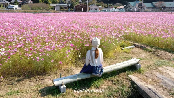 宇和島市三間町「みま町コスモスまつり」ベンチで鑑賞