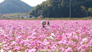 宇和島市三間町のみま町コスモスまつりで広がるコスモス畑