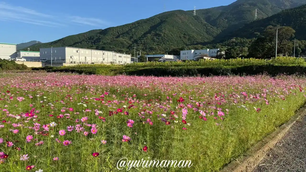河村ひまわり園のコスモス畑が8分咲きで見頃(四国中央市土居町)1 - ゆりママんブログ 河村ひまわり園のコスモス畑が8分咲きで見頃(四国中央市土居町)1