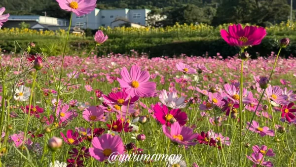 ひまわりとコスモスが同時に咲く河村ひまわり園の風景(2025年10月17日)