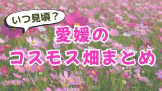 愛媛のコスモス畑まとめ・見頃や開花状況を紹介 - ゆりママんブログ 愛媛のコスモス畑まとめ・見頃や開花状況を紹介