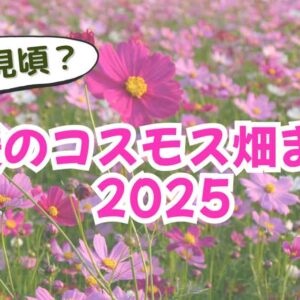 愛媛の秋を彩るコスモス畑の風景｜県内の人気スポットの見頃を紹介するまとめ｜サムネイル画像