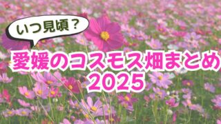 愛媛の秋を彩るコスモス畑の風景｜県内の人気スポットの見頃を紹介するまとめ｜サムネイル画像