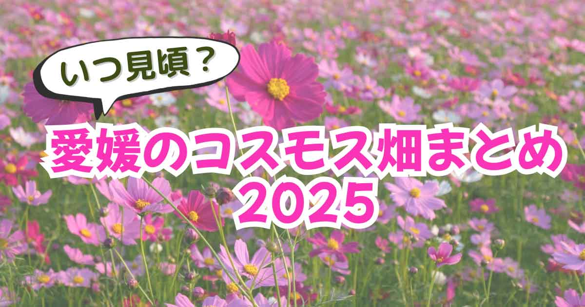 愛媛の秋を彩るコスモス畑の風景｜県内の人気スポットの見頃を紹介するまとめ｜サムネイル画像
