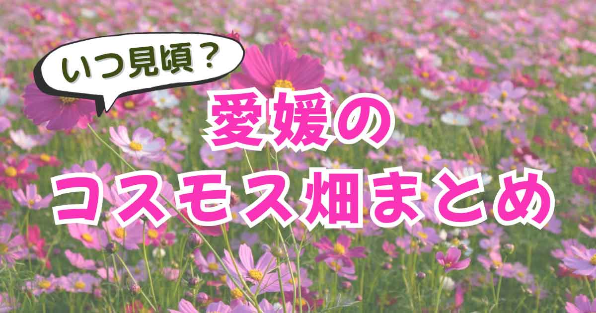 愛媛のコスモス畑まとめ・見頃や開花状況を紹介