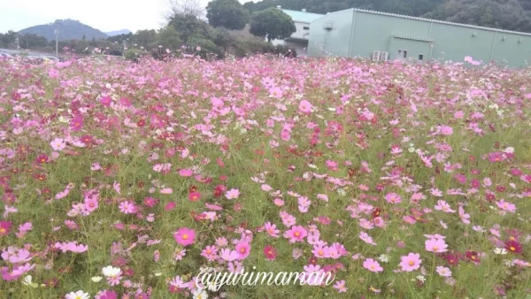 フラワーパークおおず（2025年10月19日時点）満開の様子