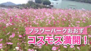 フラワーパークおおず（2025年10月19日時点）満開｜サムネイル画像