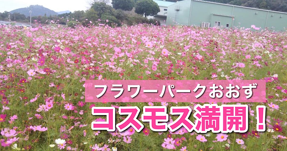 フラワーパークおおず（2025年10月19日時点）満開｜サムネイル画像