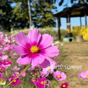 犬寄峠の黄色い丘のコスモス畑（伊予市佐礼谷）サムネイル画像