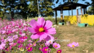 犬寄峠の黄色い丘のコスモス畑(伊予市佐礼谷)サムネイル画像 - ゆりママんブログ 犬寄峠の黄色い丘のコスモス畑(伊予市佐礼谷)サムネイル画像