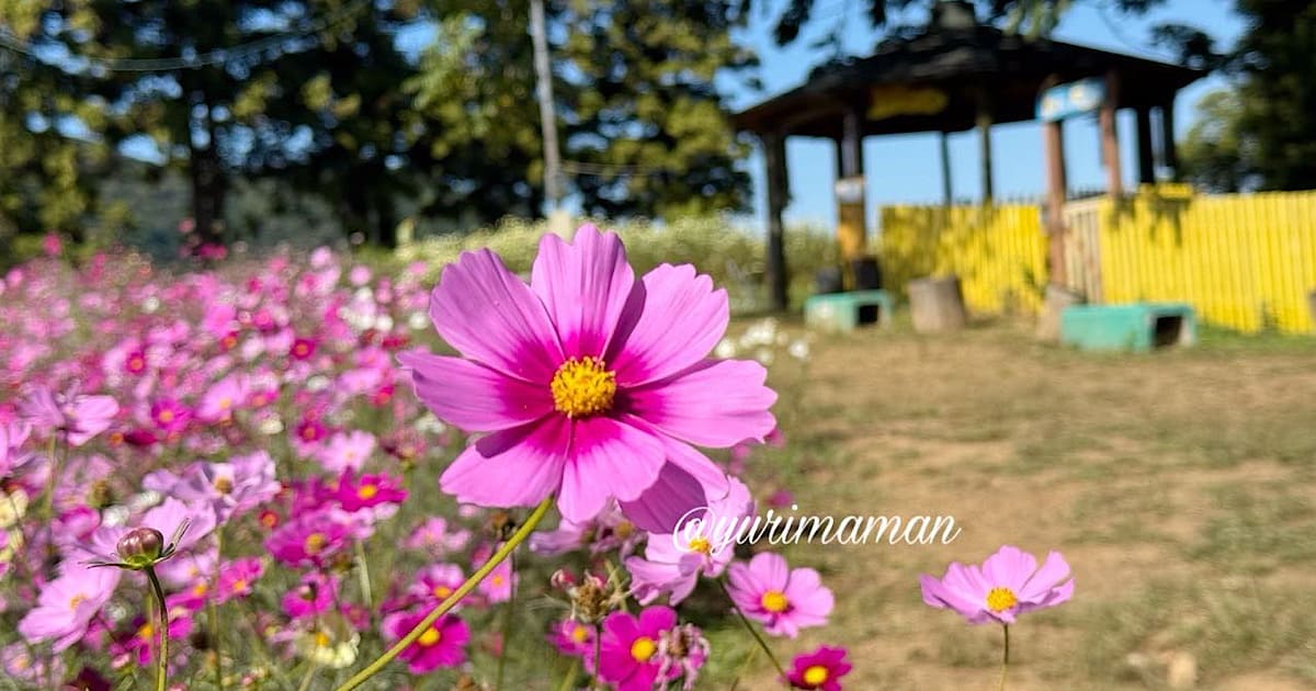 犬寄峠の黄色い丘のコスモス畑(伊予市佐礼谷)サムネイル画像 - ゆりママんブログ 犬寄峠の黄色い丘のコスモス畑(伊予市佐礼谷)サムネイル画像