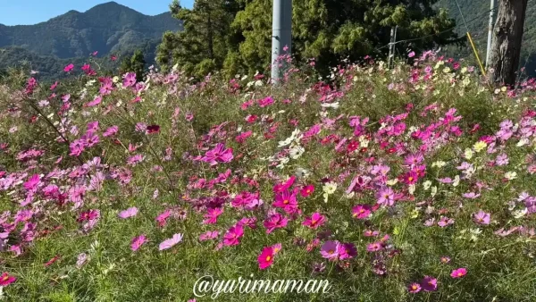 犬寄峠の黄色い丘のコスモス畑(伊予市佐礼谷)4 - ゆりママんブログ 犬寄峠の黄色い丘のコスモス畑(伊予市佐礼谷)4