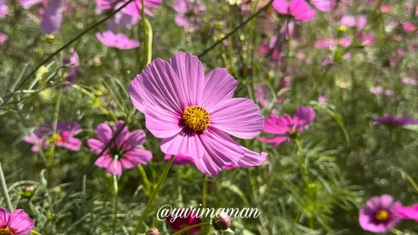 犬寄峠の黄色い丘のコスモス畑(伊予市佐礼谷)1 - ゆりママんブログ 犬寄峠の黄色い丘のコスモス畑(伊予市佐礼谷)1