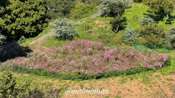犬寄峠の黄色い丘のコスモス畑(伊予市佐礼谷)2 - ゆりママんブログ 犬寄峠の黄色い丘のコスモス畑(伊予市佐礼谷)2