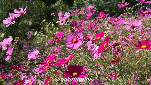 犬寄峠の黄色い丘のコスモス畑(伊予市佐礼谷)3 - ゆりママんブログ 犬寄峠の黄色い丘のコスモス畑(伊予市佐礼谷)3