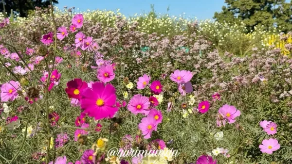 犬寄峠の黄色い丘のコスモス畑(伊予市佐礼谷) - ゆりママんブログ 犬寄峠の黄色い丘のコスモス畑(伊予市佐礼谷)
