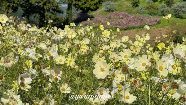 犬寄峠の黄色い丘のコスモス畑(伊予市佐礼谷)4 - ゆりママんブログ 犬寄峠の黄色い丘のコスモス畑(伊予市佐礼谷)4