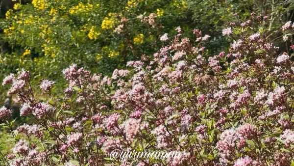 フジバカマの花(アサギマダラが好む花)黄色い丘1 - ゆりママんブログ フジバカマの花(アサギマダラが好む花)黄色い丘1