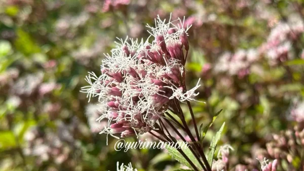 フジバカマの花(アサギマダラが好む花)黄色い丘2 - ゆりママんブログ フジバカマの花(アサギマダラが好む花)黄色い丘2