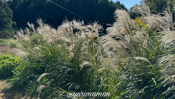 ススキとコスモスが揺れる犬寄峠の黄色い丘1 - ゆりママんブログ ススキとコスモスが揺れる犬寄峠の黄色い丘1