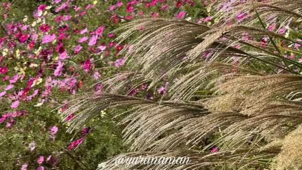 ススキとコスモスが揺れる犬寄峠の黄色い丘2 - ゆりママんブログ ススキとコスモスが揺れる犬寄峠の黄色い丘2