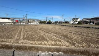 松前町のコスモス畑2025エミフルの恋泉畑の状況｜サムネイル画像