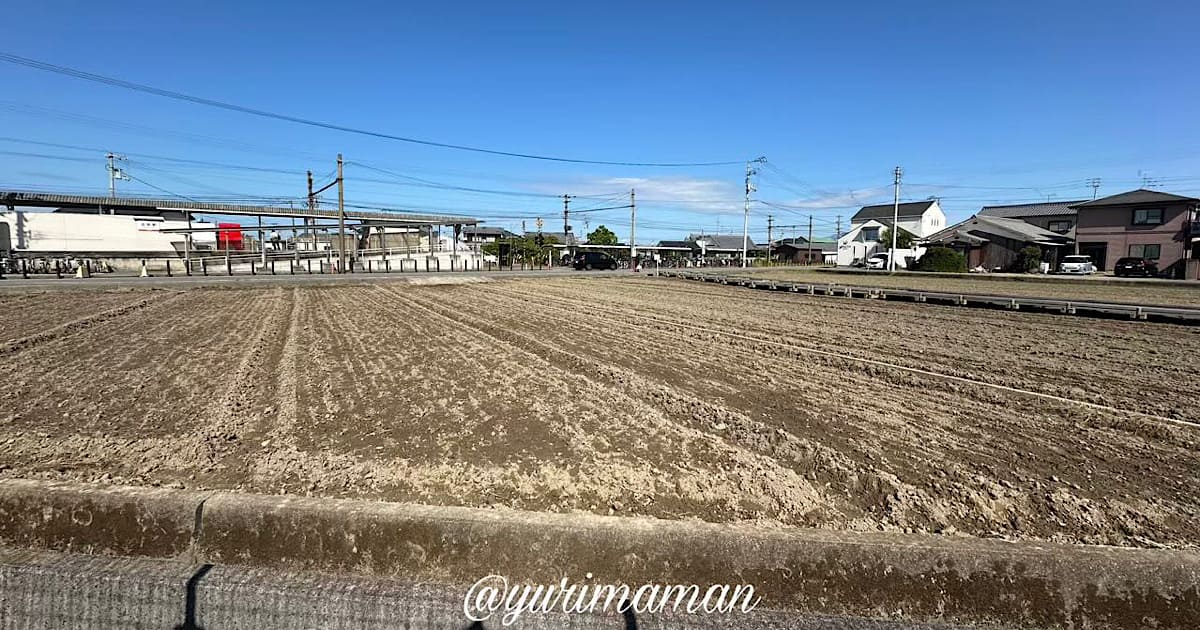 松前町のコスモス畑2025エミフルの恋泉畑の状況｜サムネイル画像