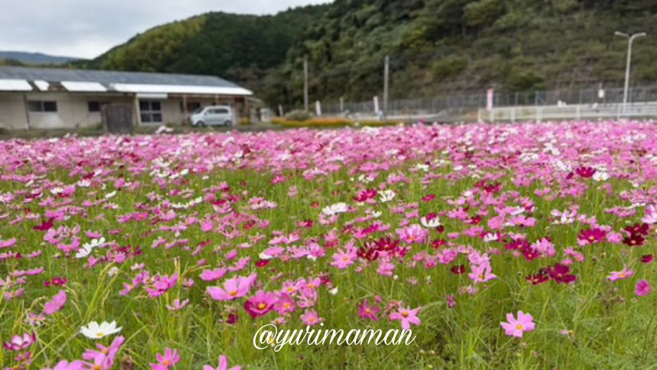 みま町コスモスまつり（2025年10月20日時点）