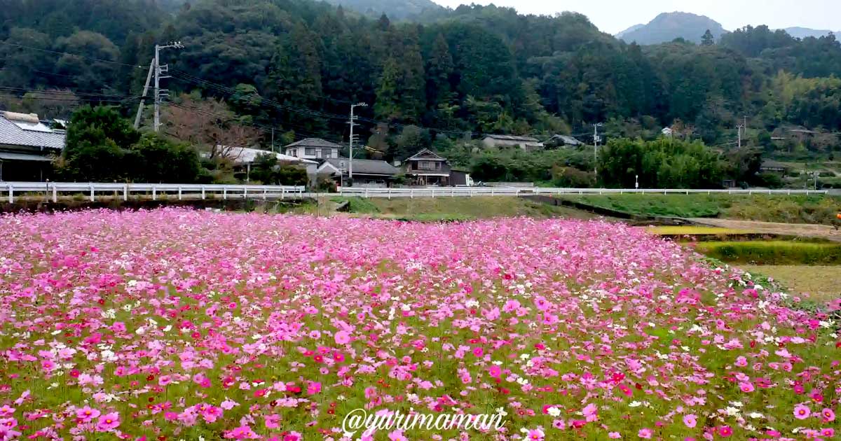 東温市河之内・雨滝音田の棚田に広がるコスモス畑