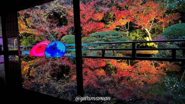 松山市・長建寺の紅葉ライトアップ|庭園のもみじが美しく照らされる様子