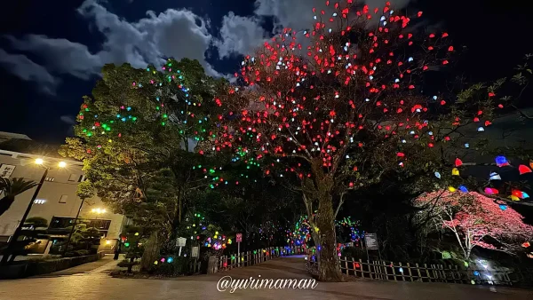 夜空を彩る道後公園「ひかりの実」の光のツリー