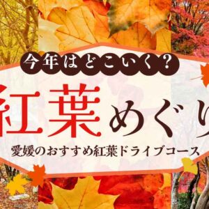 今年の紅葉どこ行く？愛媛の絶景ドライブコースまとめ｜西条・新居浜・砥部・久万高原・四国中央市｜サムネイル画像
