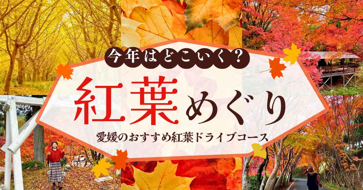 今年の紅葉どこ行く？愛媛の絶景ドライブコースまとめ｜西条・新居浜・砥部・久万高原・四国中央市｜サムネイル画像