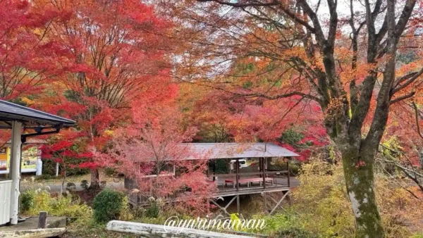 久万高原ふるさと旅行村の紅葉。鮮やかな赤色の葉が散り始め、地面に落ち葉が広がる。2