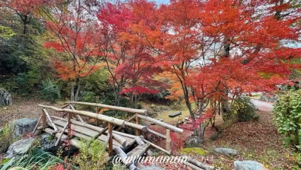 久万高原ふるさと旅行村の紅葉。鮮やかな赤色の葉が散り始め、地面に落ち葉が広がる。4