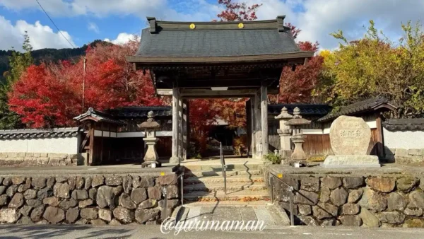 久万高原町・法然寺の山門周辺の紅葉。モミジが赤く染まりつつ散り始め、晩秋の雰囲気が漂う。
