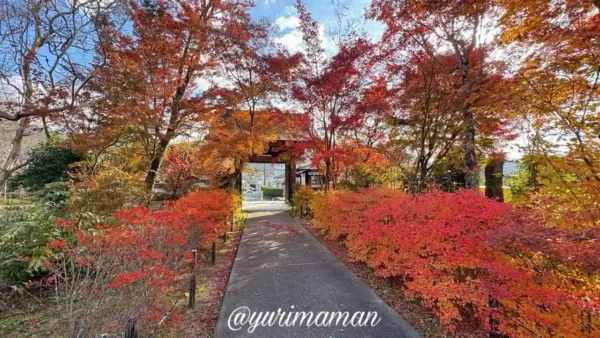 久万高原町の法然寺の紅葉。参道のモミジが散り始めており、ピーク超えの秋景色が美しい。