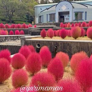 今治市民の森のコキアが見頃（2025年）サムネイル画像