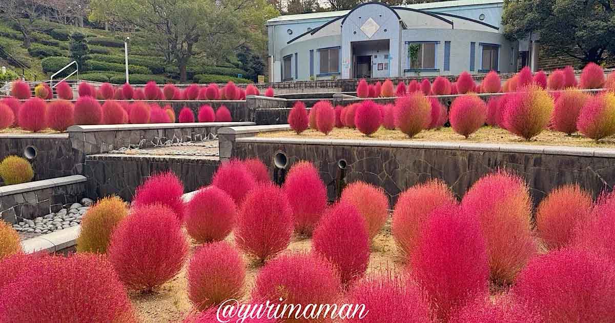 今治市民の森のコキアが見頃（2025年）サムネイル画像