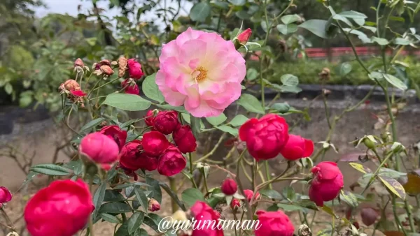 今治市民の森で咲く秋バラの花